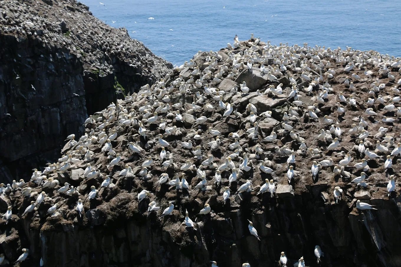 Cape St. Mary's Ecological Reserve – A Seabird Spectacle